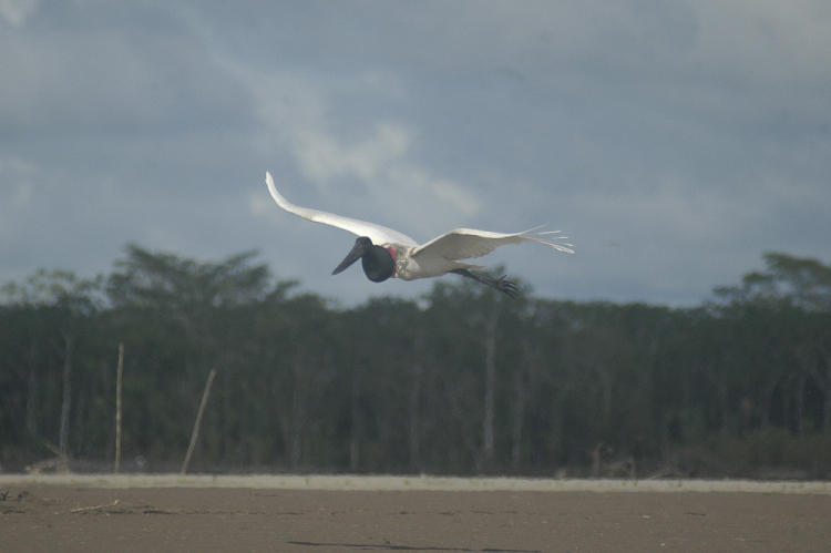 Jabiru (Jabiru mycteria) am Río Ucayali in Perú