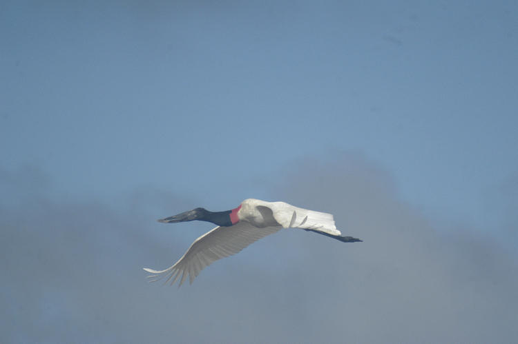 Jabiru (Jabiru mycteria) in Perú