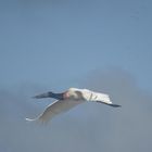 Jabiru (Jabiru mycteria) in Perú