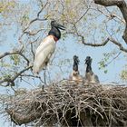 Jabiru mycteria