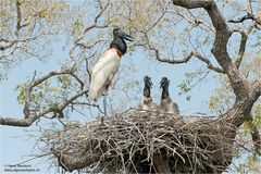 Jabiru mycteria