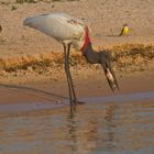 Jabiru nach einem erfolgreichen Fang