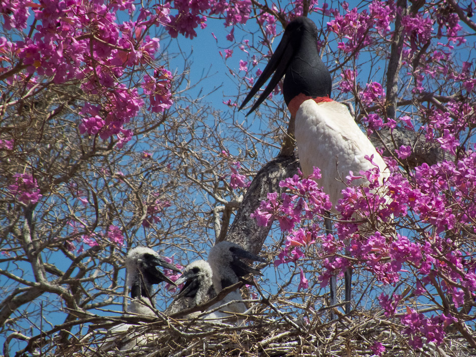 Jabiru oder Tuiuiu