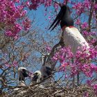 Jabiru oder Tuiuiu