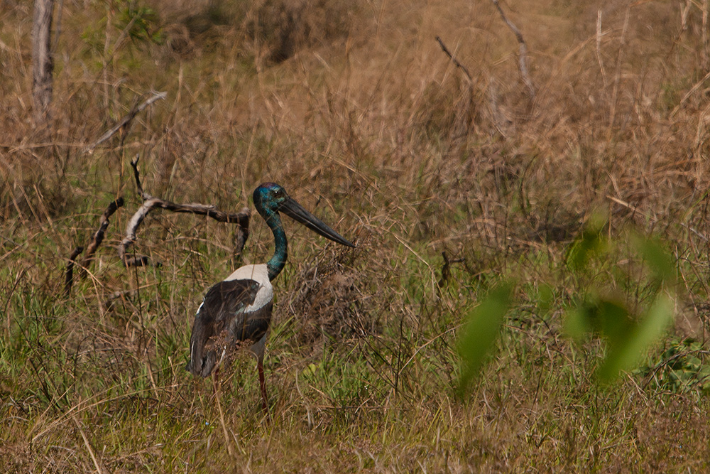 Jabiru - Riesenstorch