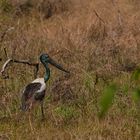 Jabiru - Riesenstorch