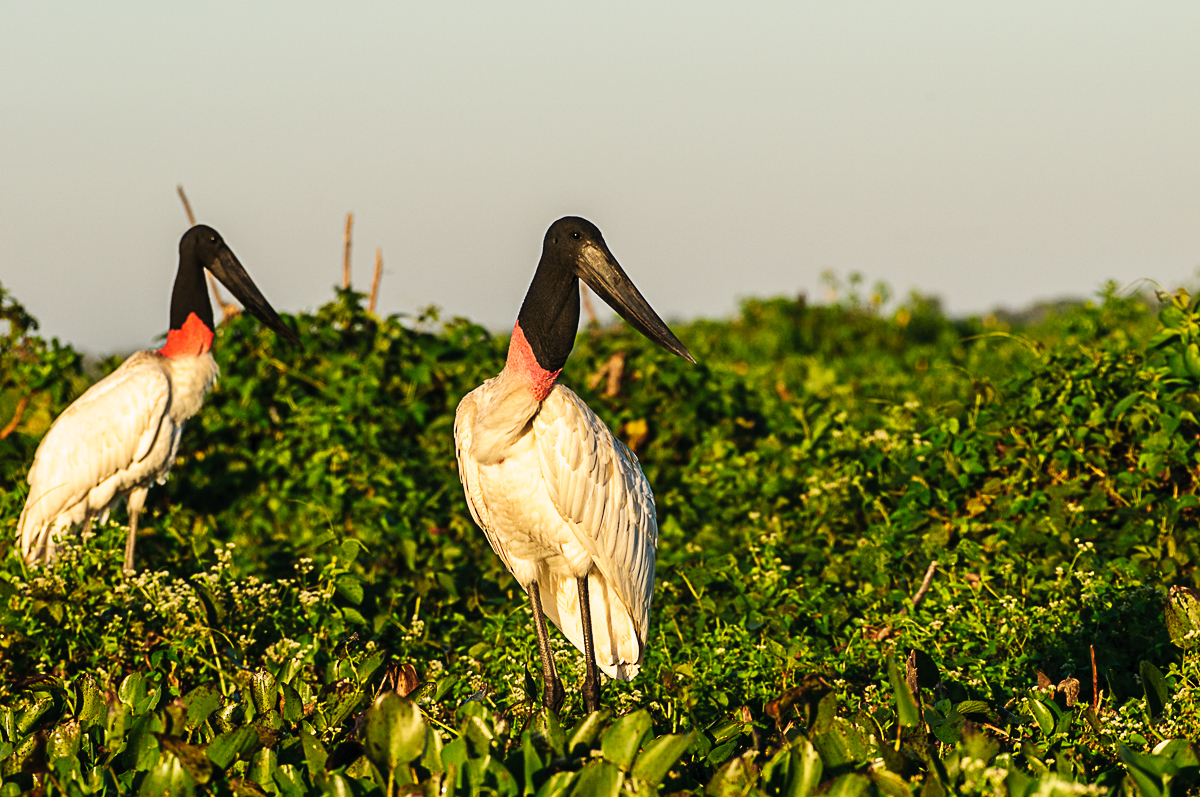 Jabiru Störche