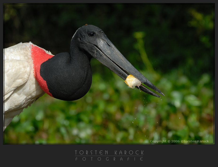 Jabiru Storch