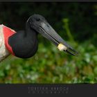 Jabiru Storch