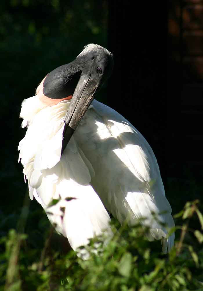 Jabiru - Storch/Stelzvogel