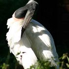 Jabiru - Storch/Stelzvogel