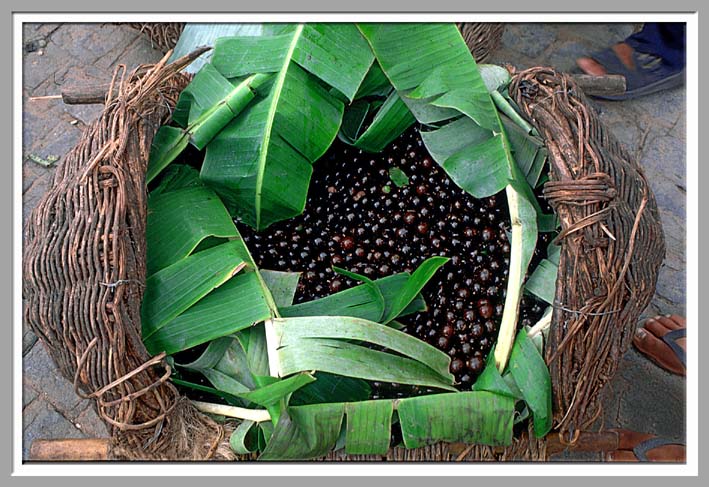 jabuticaba