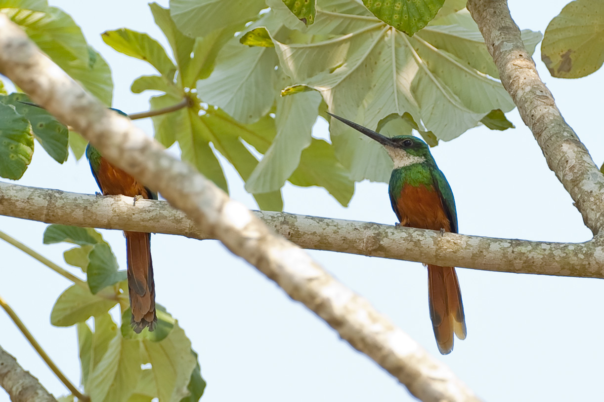 Jacamar