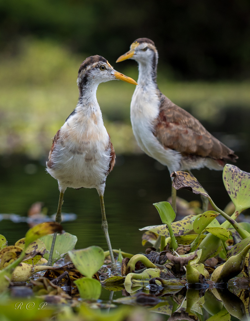 jacana 