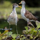 jacana 