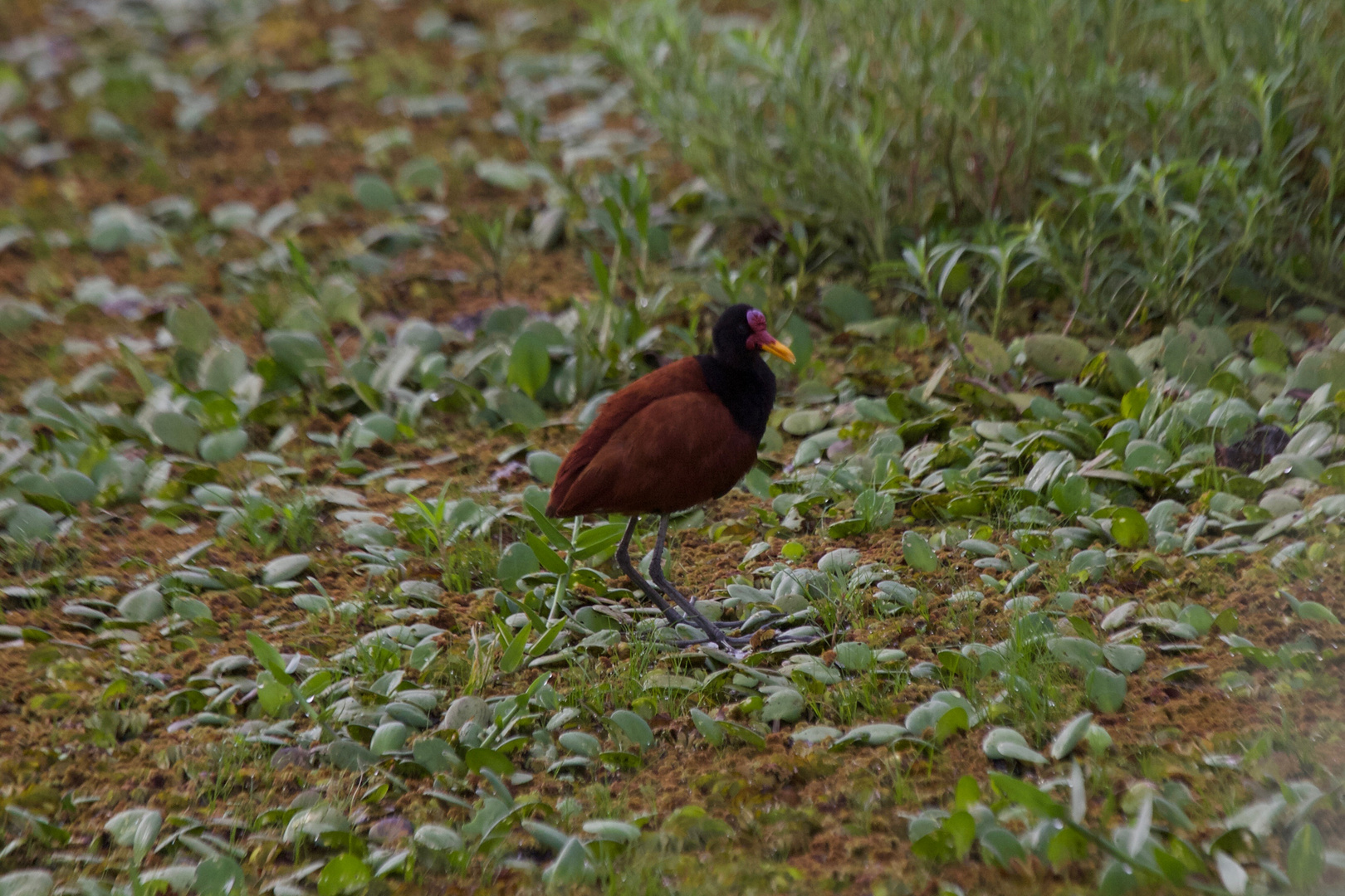 Jacana