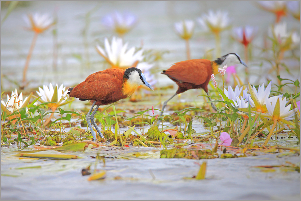 Jacana