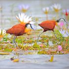 Jacana