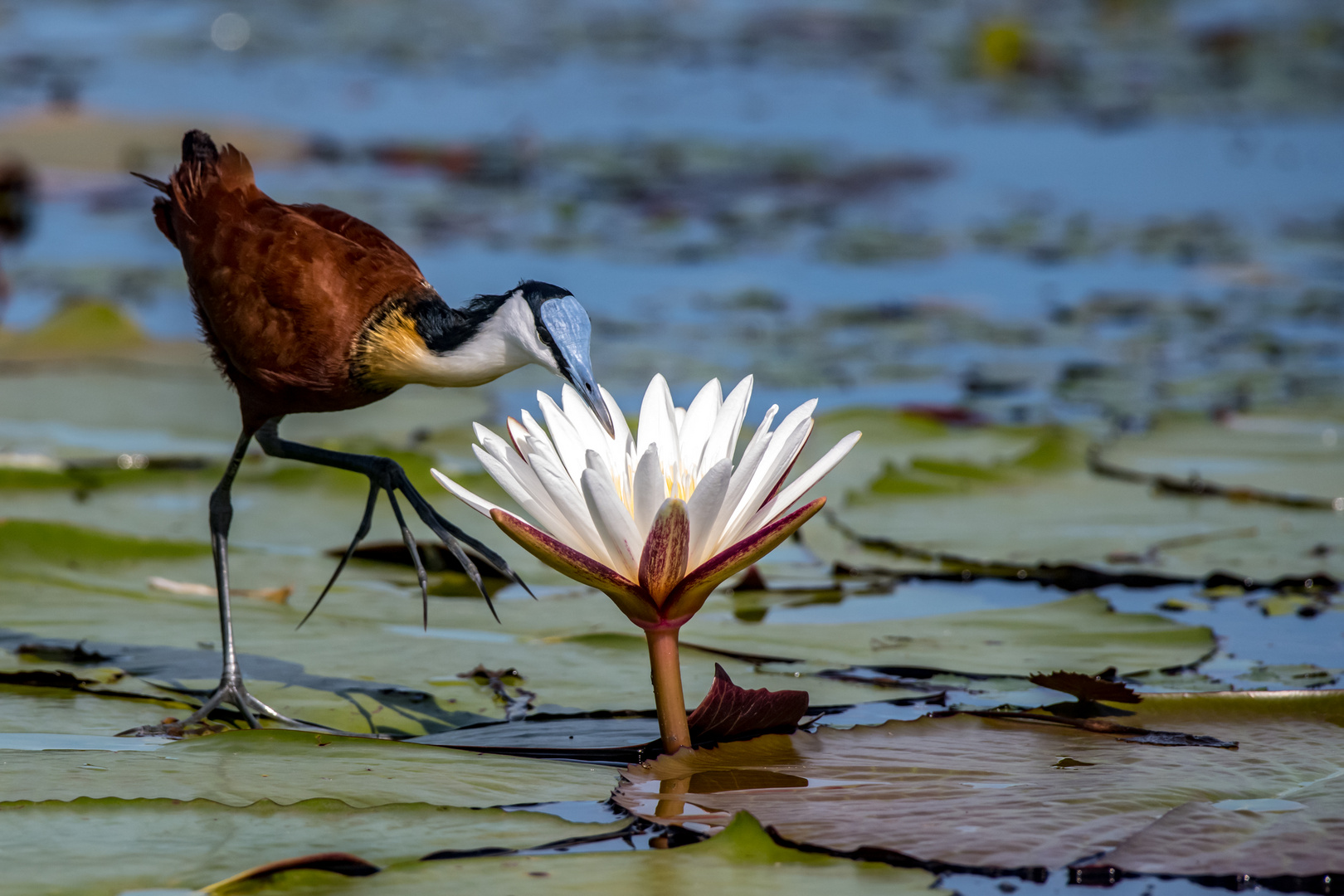 Jacana