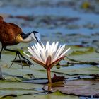 Jacana