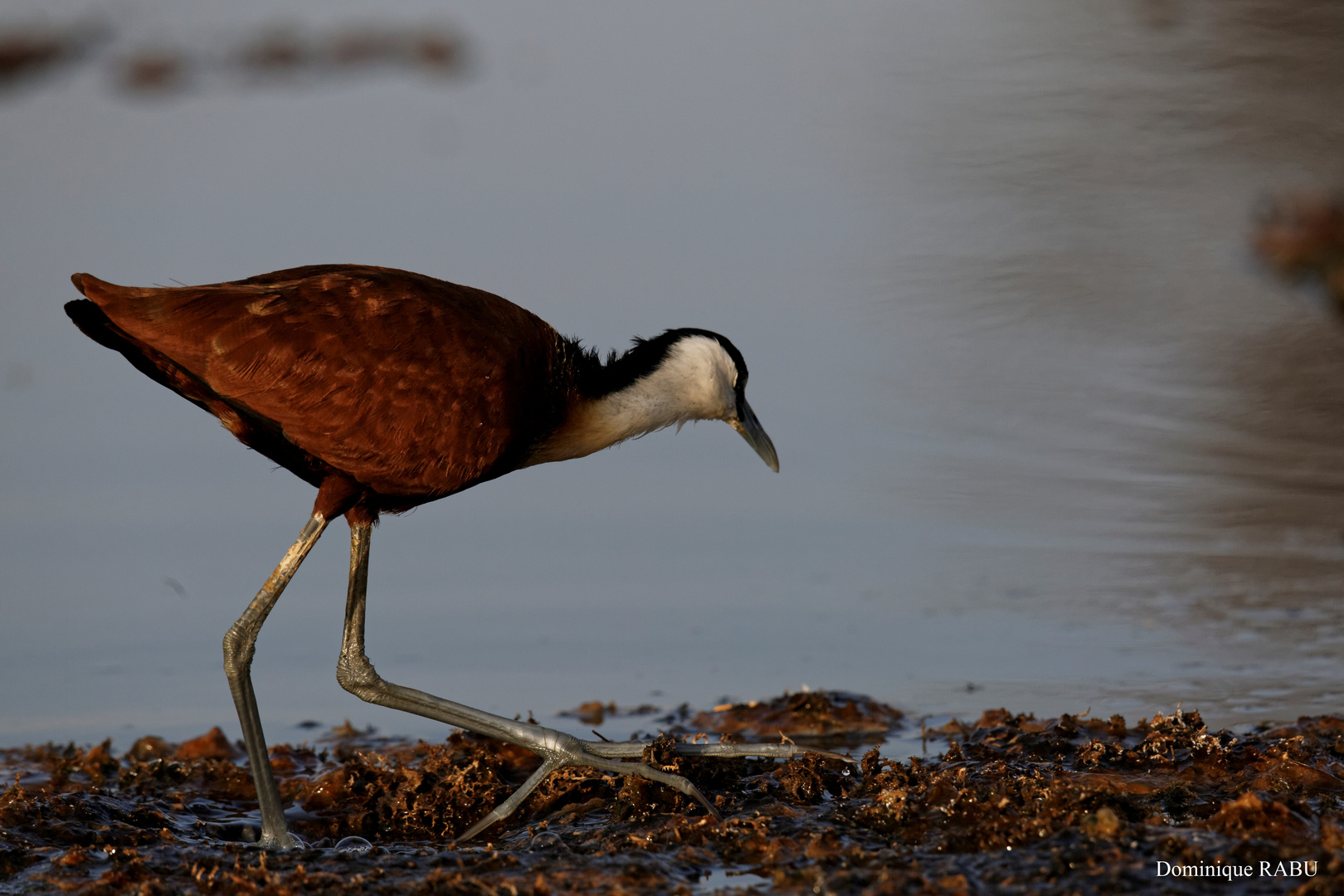 Jacana à poitrine dorée - Lac Baringo - Kenya