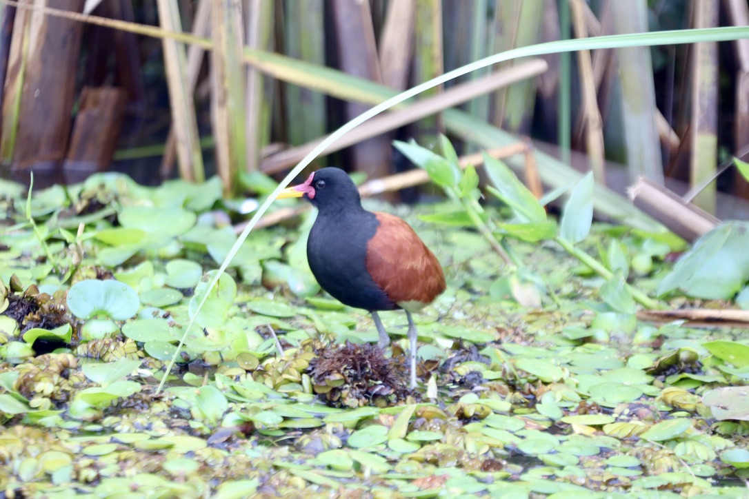 Jacana aulta (Jacana Jacanidae)  -  Kanutour (XV)