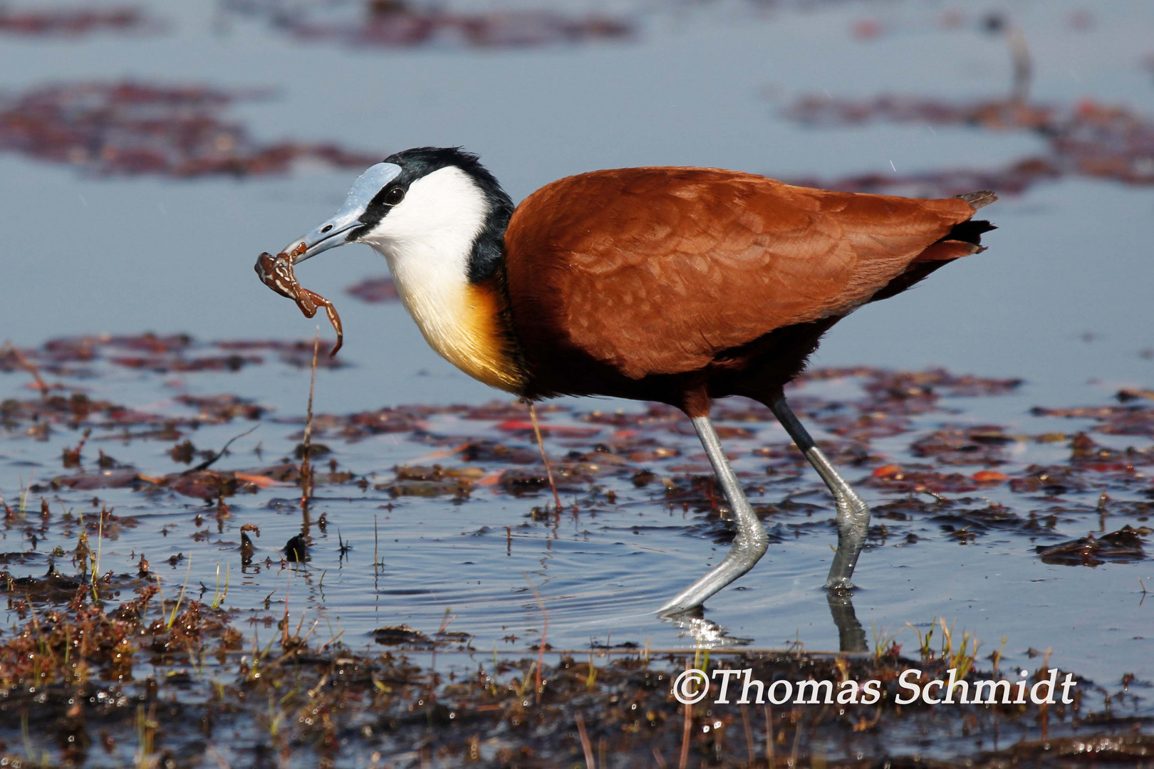 Jacana mit angolanischen rotem Frosch