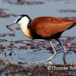 Jacana mit angolanischen rotem Frosch