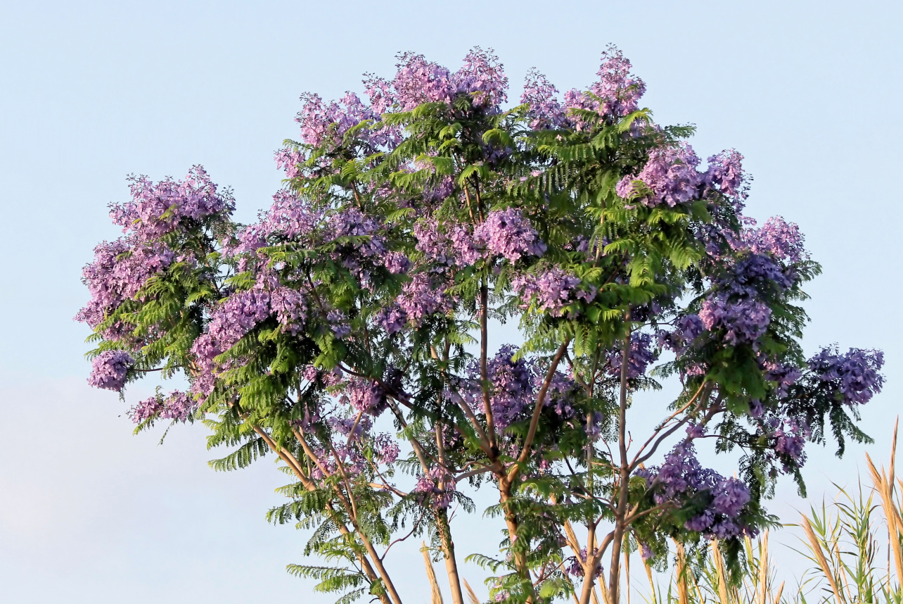 Jacaranda* Foto & Bild bäume, natur, pflanzen Bilder auf
