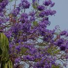 Jacaranda