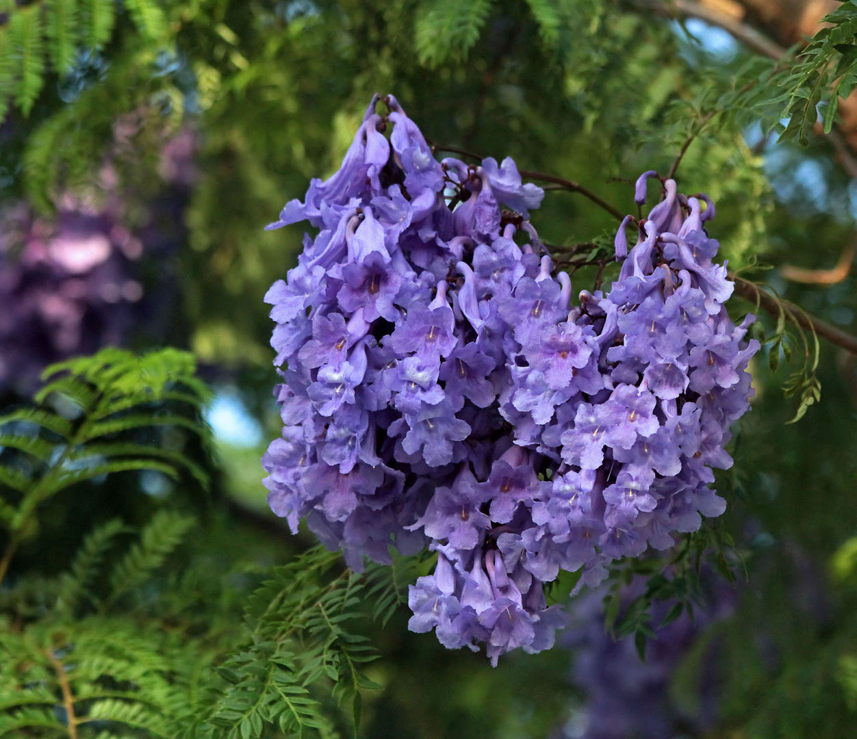 Jacaranda