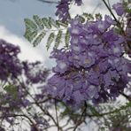 Jacaranda