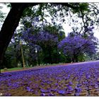 Jacarandá