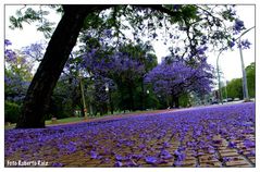 Jacarandá