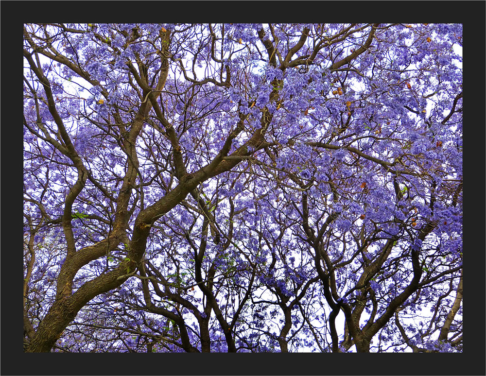 Jacaranda