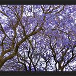 Jacaranda