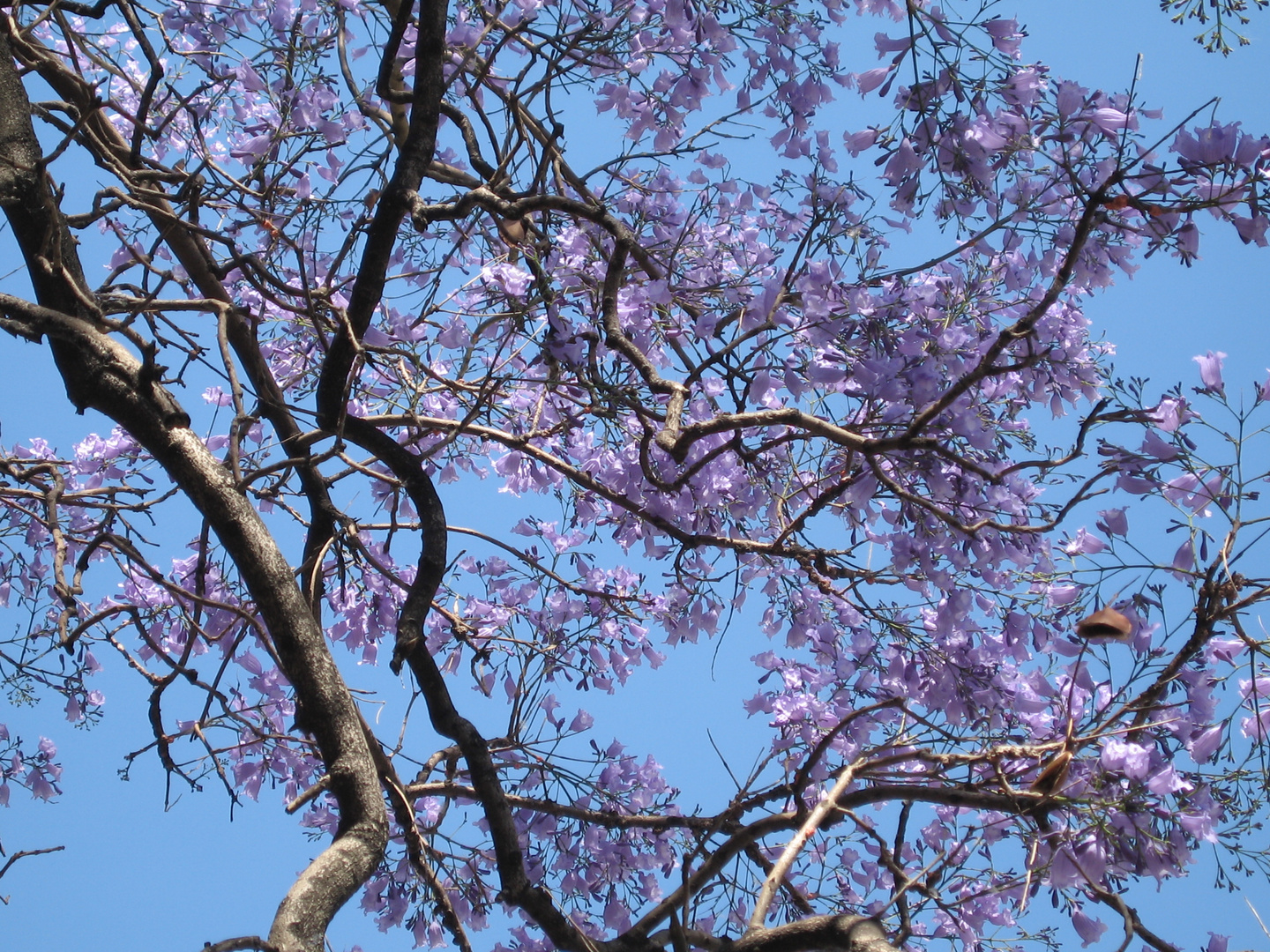 Jacarandá