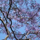 Jacarandá