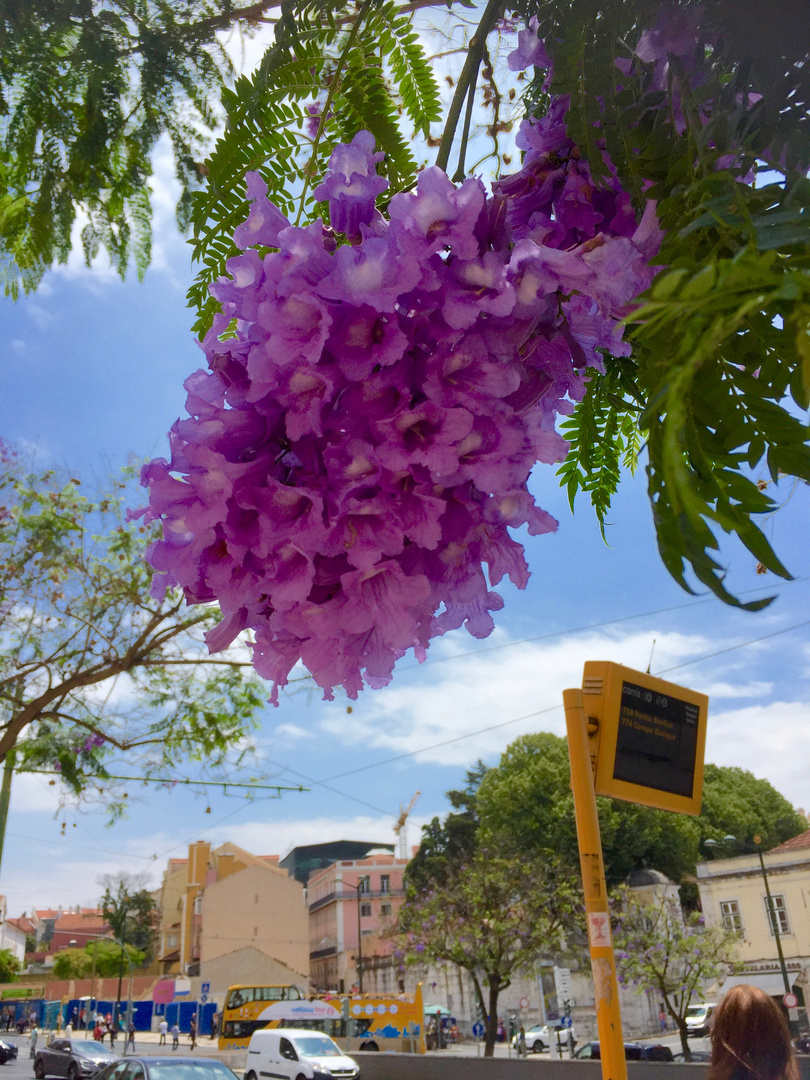 Jacaranda