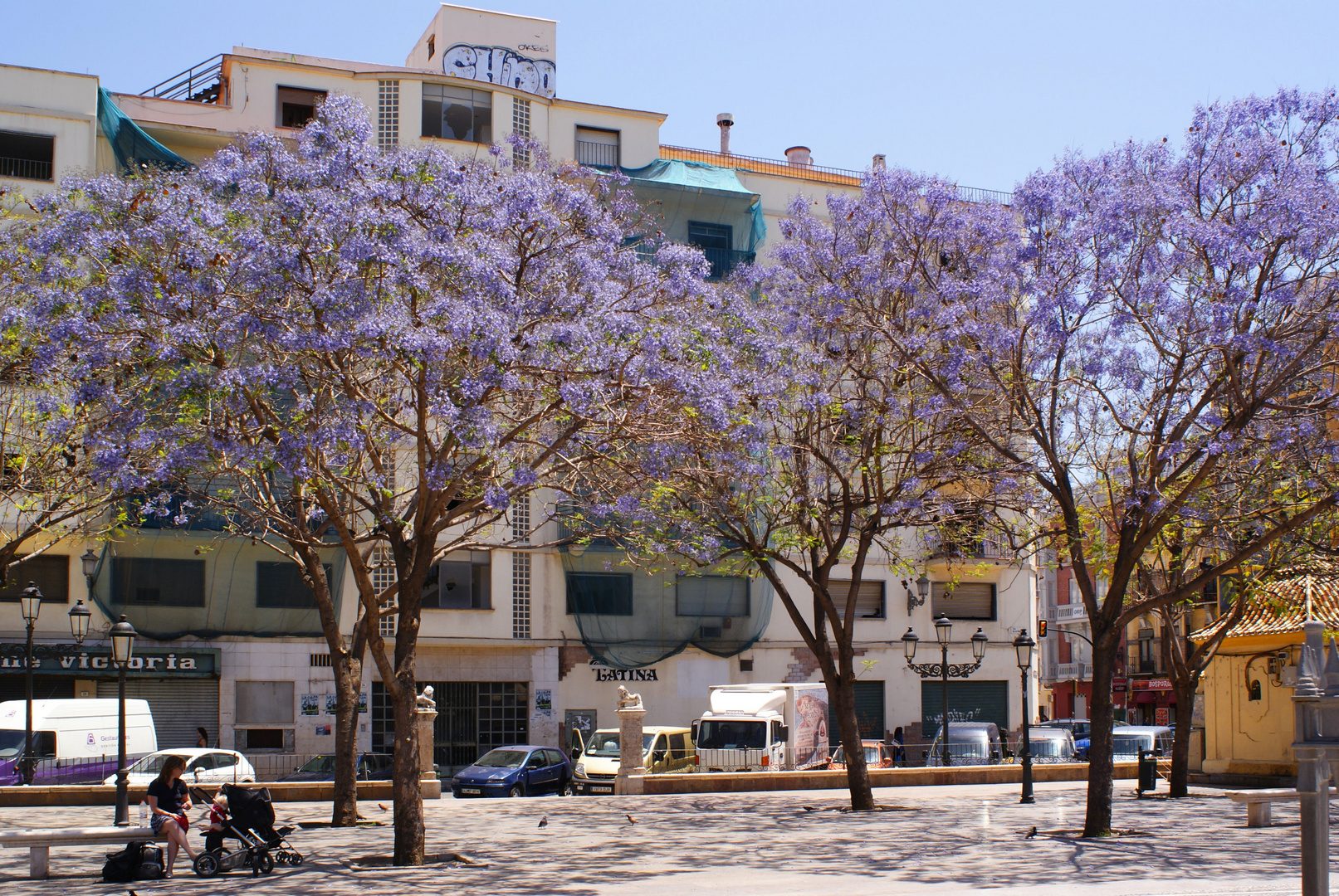 Jacaranda