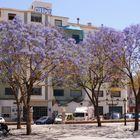 Jacaranda