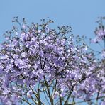 Jacaranda