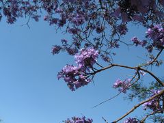 Jacarandá