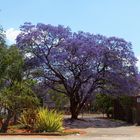 Jacaranda