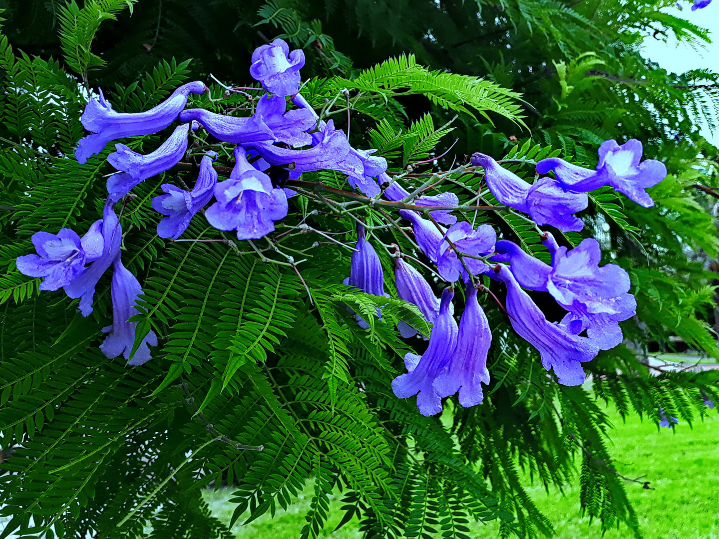 Jacarandá