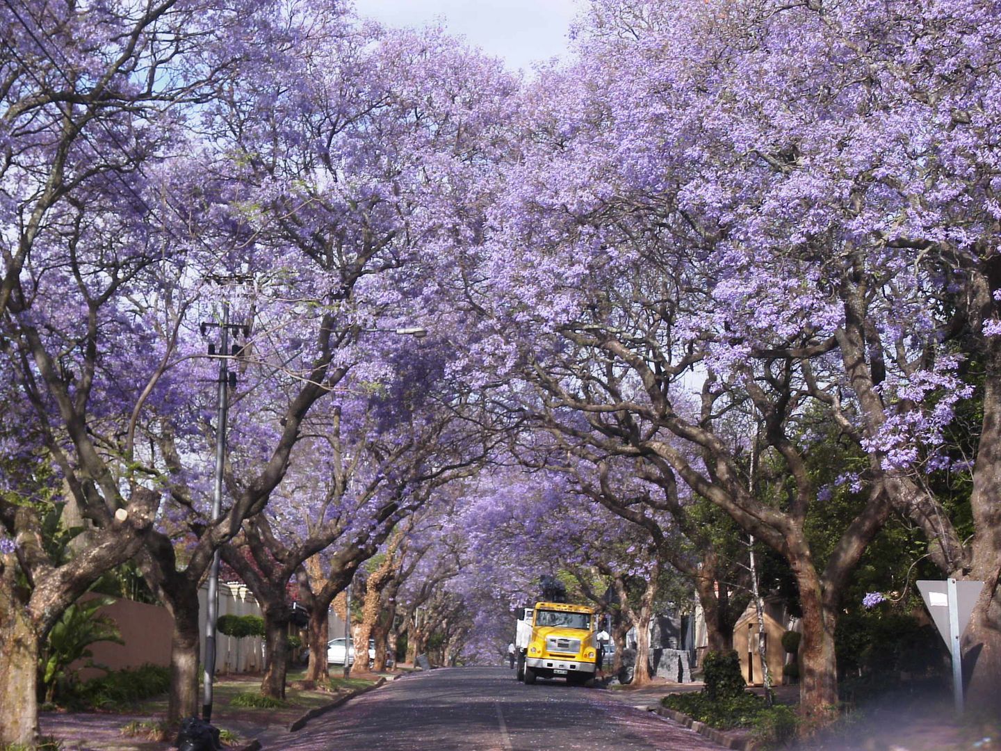 Jacaranda