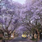 Jacaranda