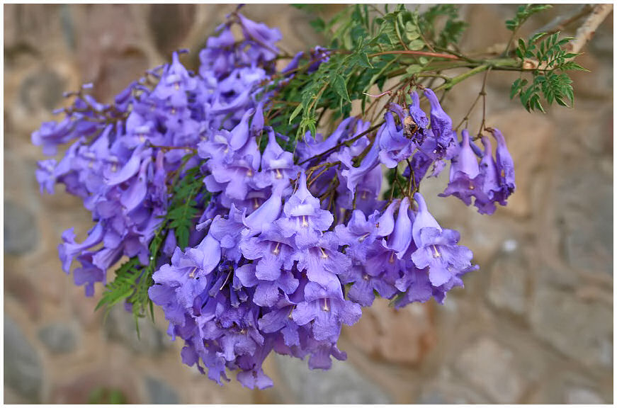 *Jacaranda* Foto & Bild pflanzen, pilze & flechten, bäume, blatt