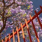 Jacaranda