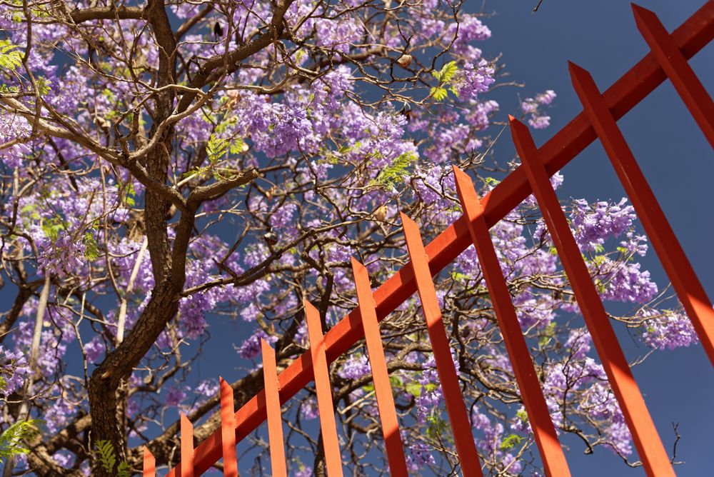 Jacaranda